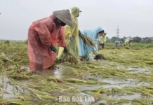 Mưa lớn kéo dài gây ngập úng và sạt lở cục bộ tại nhiều địa phương tỉnh Đắk Lắk Mưa lớn kéo dài gây ngập úng và sạt lở cục bộ tại nhiều địa phương tỉnh Đắk Lắk