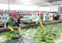 Phấn đấu 100% sản phẩm trồng trọt xuất khẩu sang EU được truy xuất nguồn gốc Phấn đấu 100% sản phẩm trồng trọt xuất khẩu sang EU được truy xuất nguồn gốc
