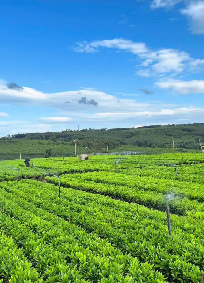 Phát triển lâm nghiệp phải gắn với sinh kế người Phát triển lâm nghiệp phải gắn với sinh kế người dân
