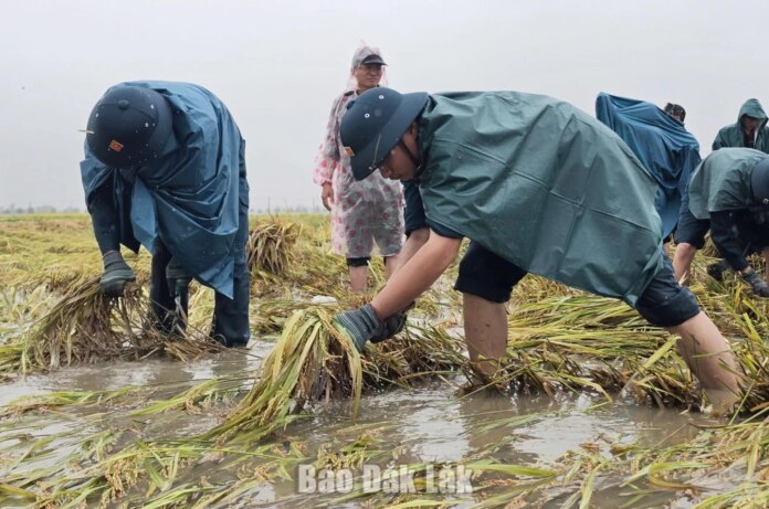Tích cực giúp dân thu hoạch lúa ngập nước vì Tích cực giúp dân thu hoạch lúa ngập nước vì mưa lớn