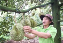 Xã Dliê Ya: Nâng cao giá trị sầu riêng bằng mã số vùng trồng Xã Dliê Ya: Nâng cao giá trị sầu riêng bằng mã số vùng trồng