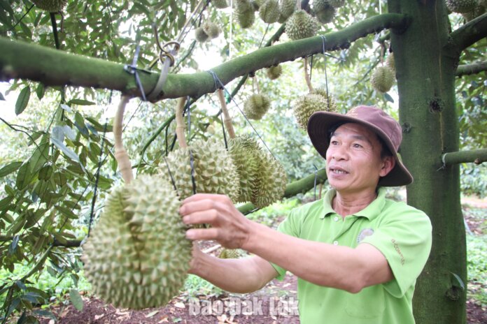 Xã Dliê Ya: Nâng cao giá trị sầu riêng bằng Xã Dliê Ya: Nâng cao giá trị sầu riêng bằng mã số vùng trồng