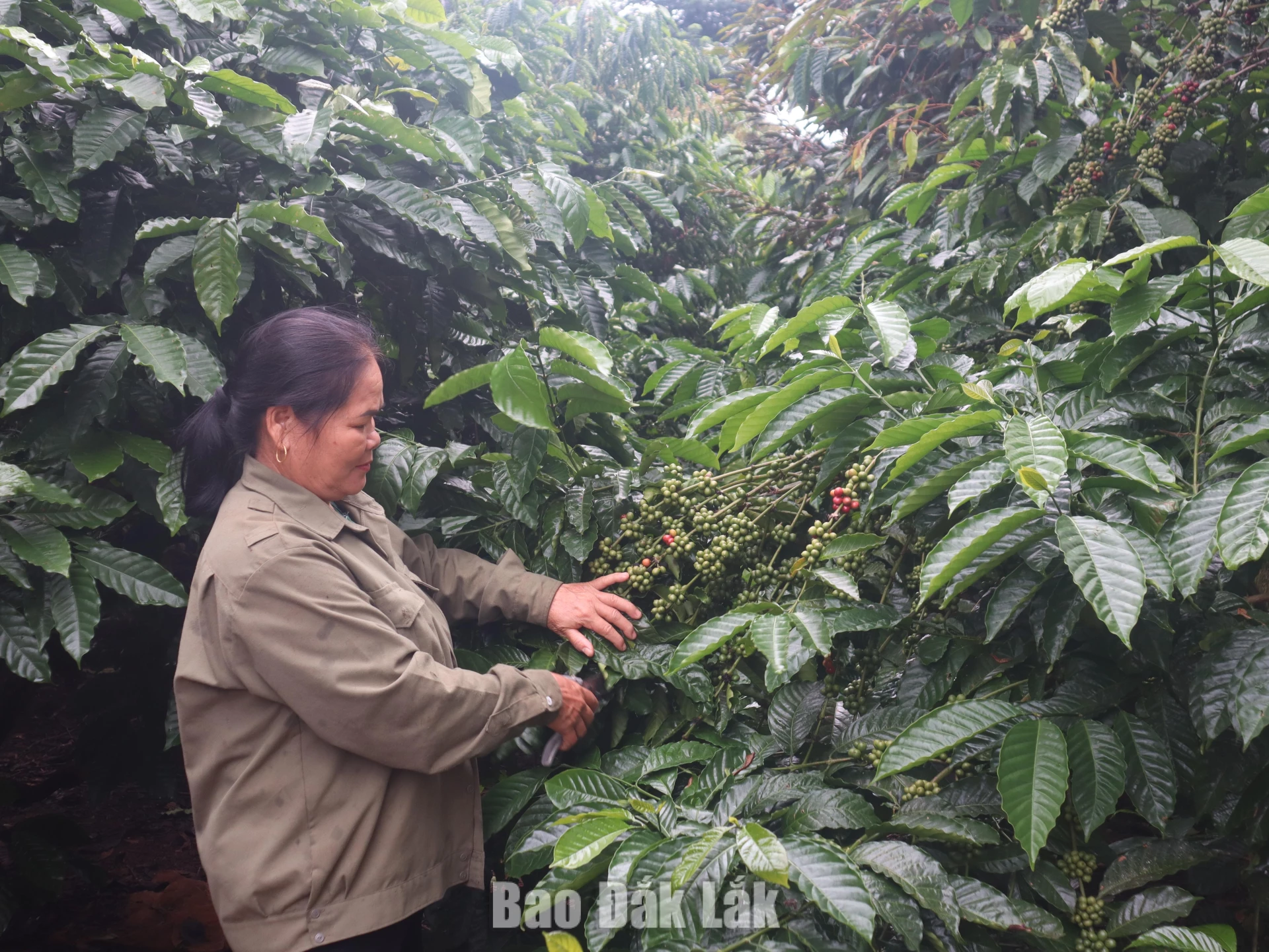 Phụ nữ Đắk Phơi: Đổi nếp nghĩ, mở lối làm ăn 1 Bà Đàm Thị Nga, buôn Pai Ar, xã Đắk Phơi chăm sóc vườn cà phê của gia đình.