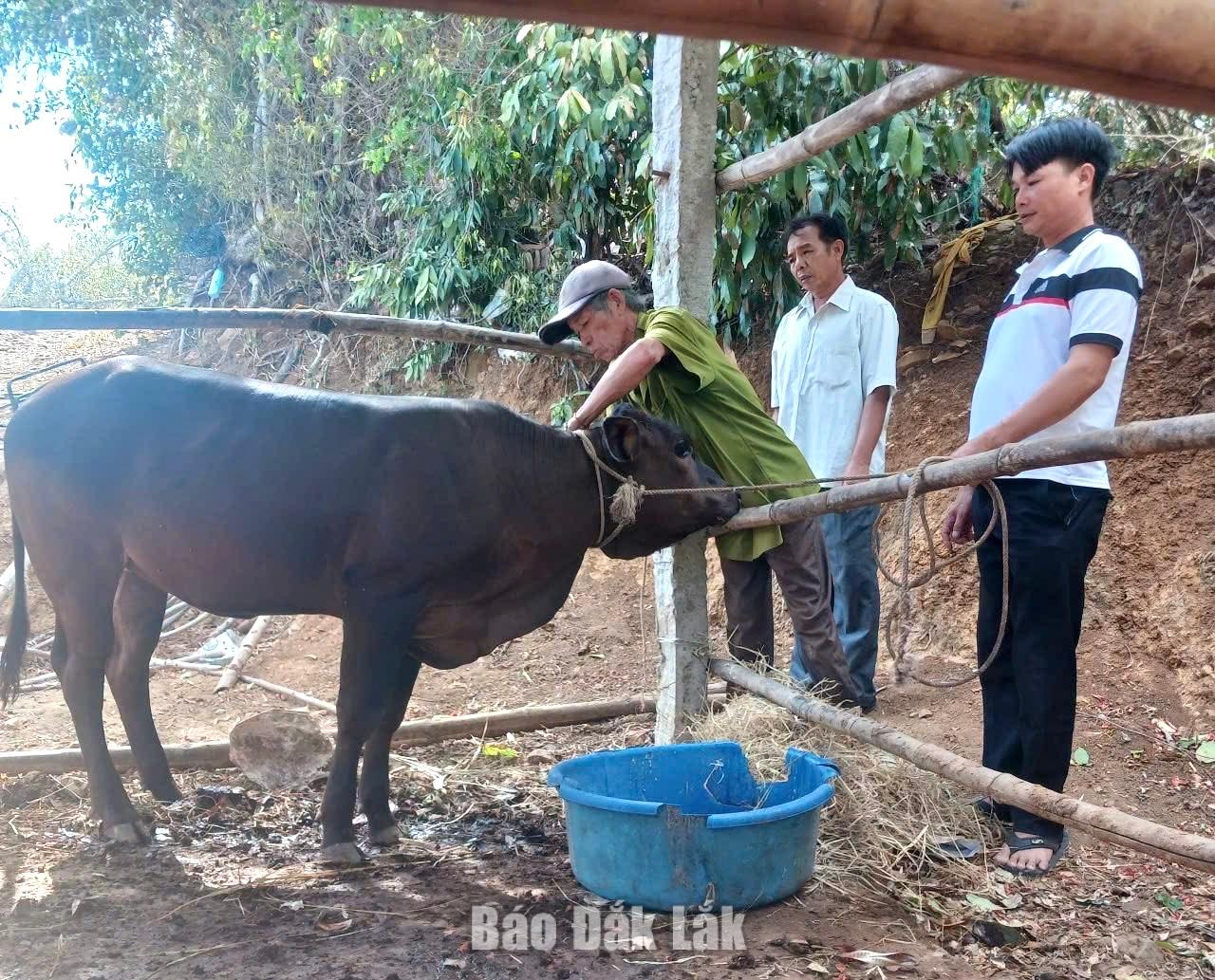 Mô hình nuôi bò sinh sản kỳ vọng tạo sinh kế ổn định, giúp người dân chủ động vươn lên thoát nghèo.