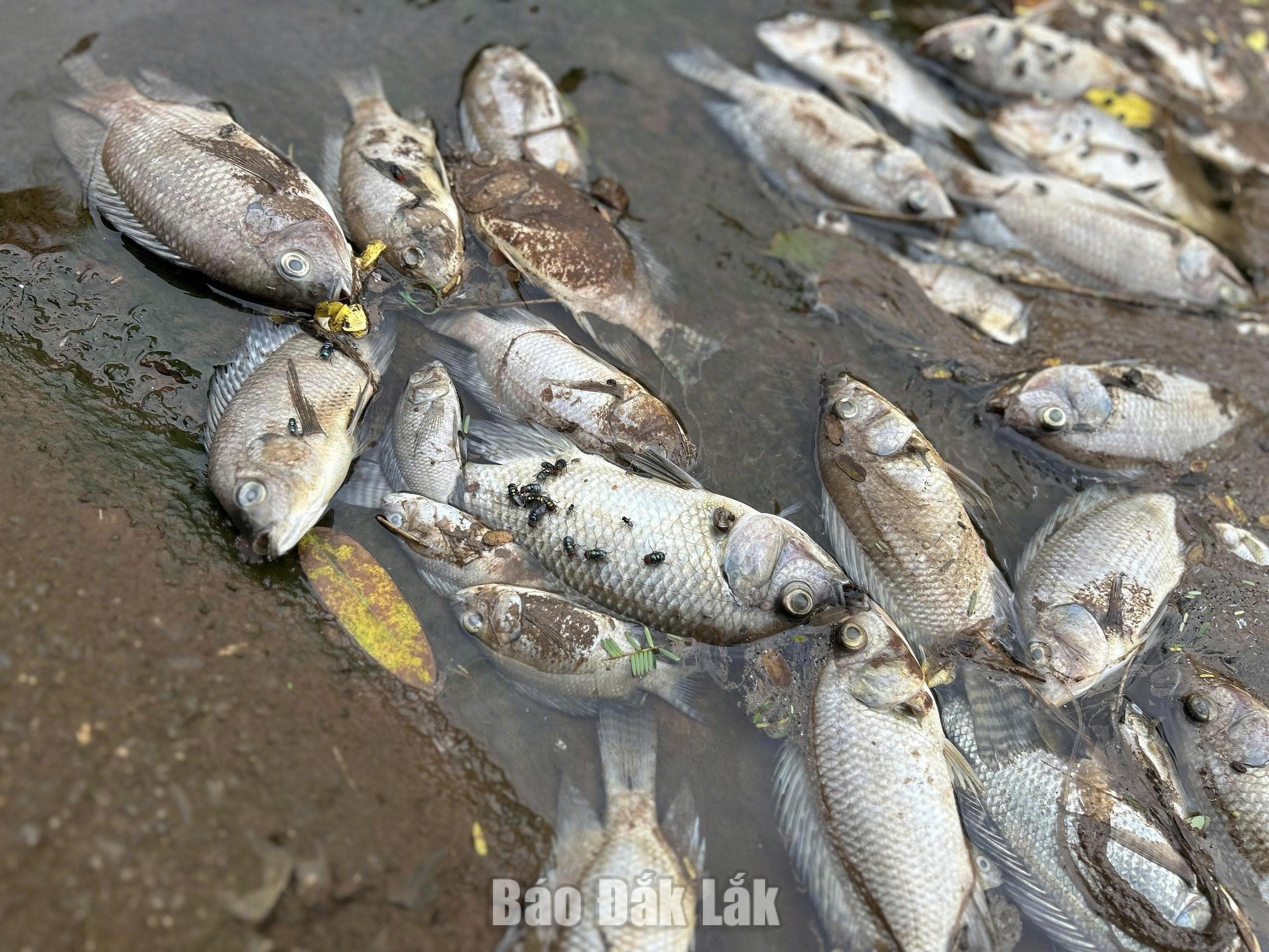 Cá chết nhiều ở hồ Ea Trum chưa rõ nguyên nhân.(ảnh chụp ngày 6/9)