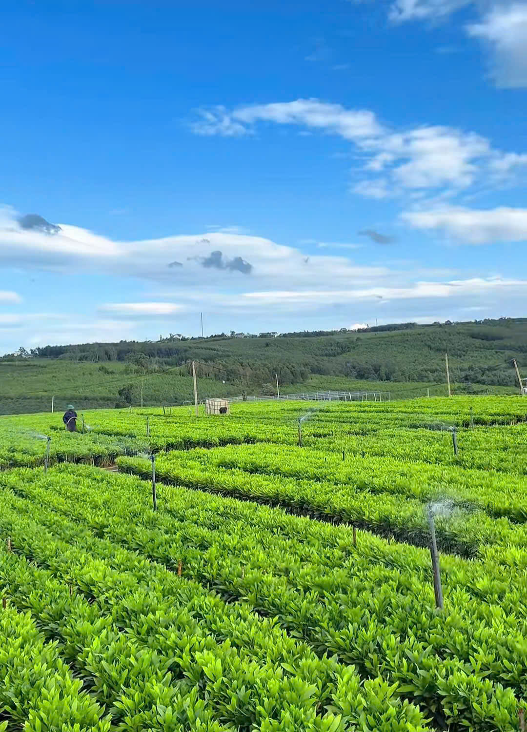 Phát triển lâm nghiệp phải gắn với sinh kế người dân 1 cay giong1 20260922184159 20260924182730