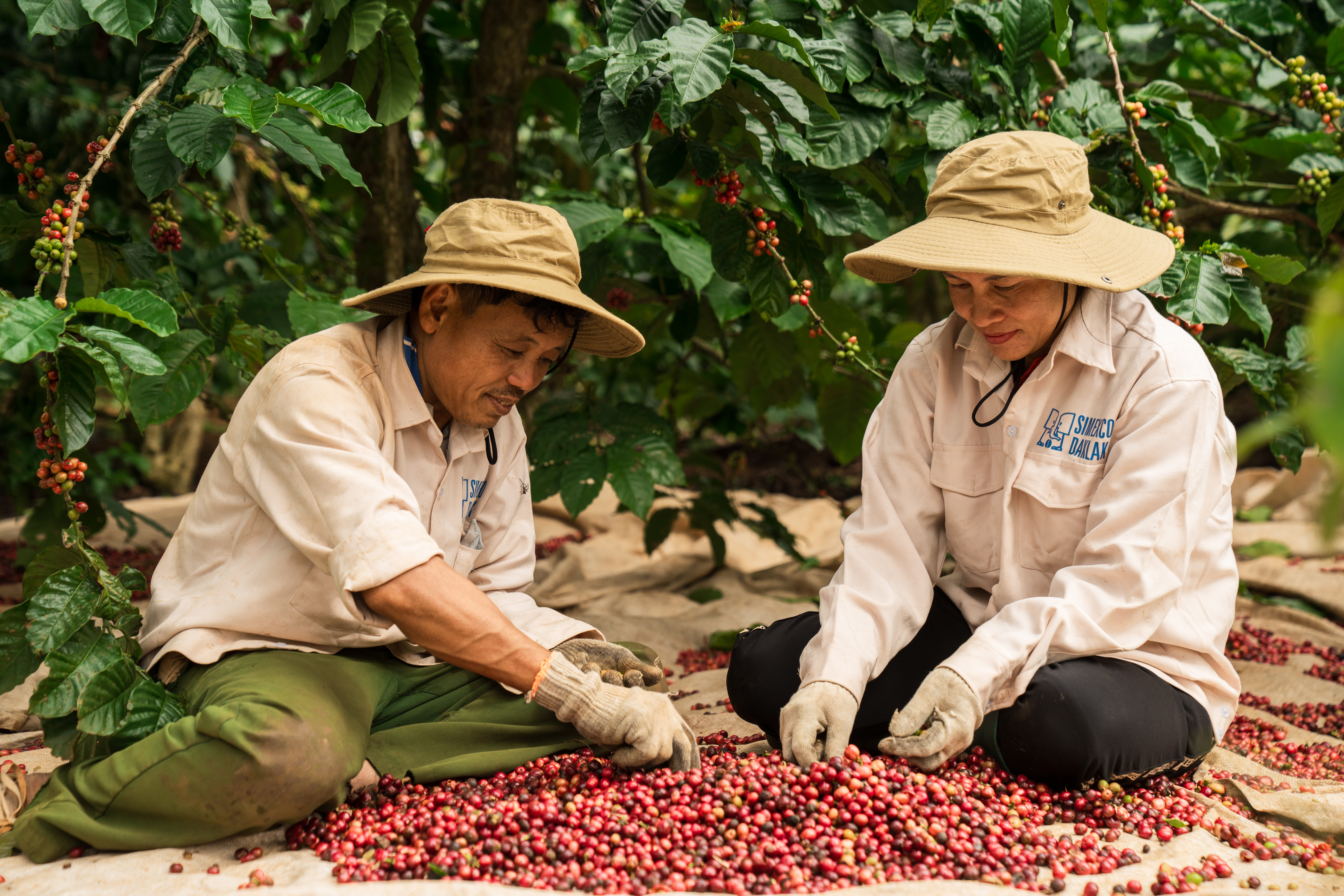 (E-Magazine) Mở rộng không gian tăng trưởng cho nông nghiệp Đắk Lắk - Kỳ cuối: Gỡ nút thắt, tạo luồng xanh cho các dự án 5 Vùng trồng cà phê cảnh quan ở xã Krông Năng đáp ứng các quy định của EUDR.
