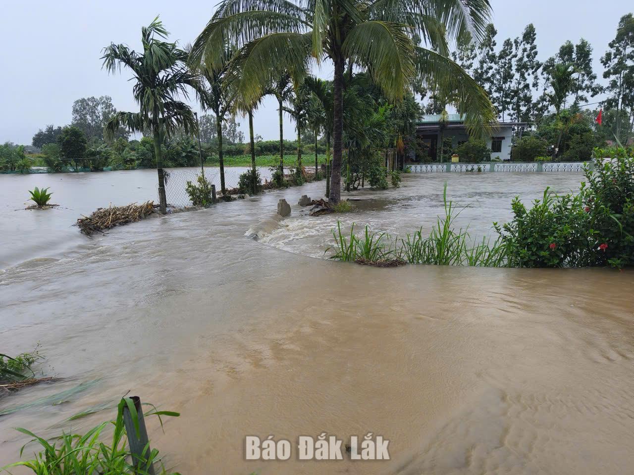 Mưa lớn gây ngập lụt cục bộ trên địa bàn xã Ea Kly vào ngày 9/9/2026.