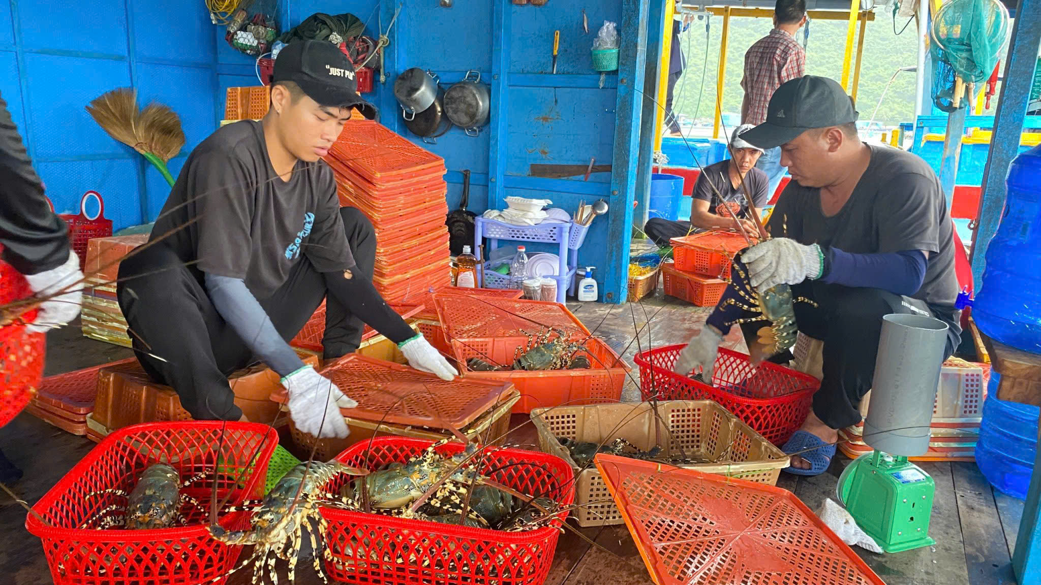 (E-Magazine) Mở rộng không gian tăng trưởng cho nông nghiệp Đắk Lắk - Kỳ cuối: Gỡ nút thắt, tạo luồng xanh cho các dự án 4 Nuôi tôm hùm đang mang lại giá trị kinh tế lớn cho ngành nông nghiệp.