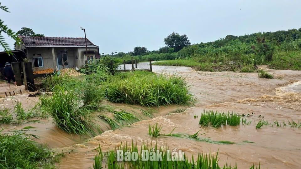 Xã Phú Xuân chủ động ứng phó với mưa lũ 1 1