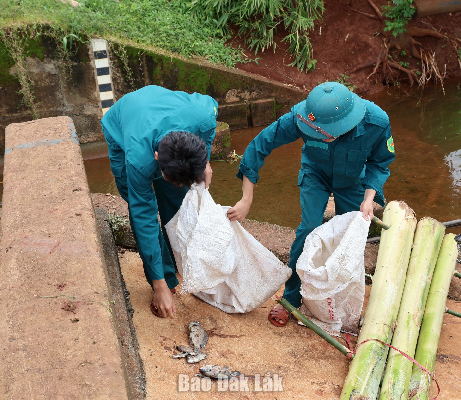 Lực lượng quân sự xã Quảng Phú thu gom xác cá đưa đi xử lý. (Ảnh chụp sáng 8/9).