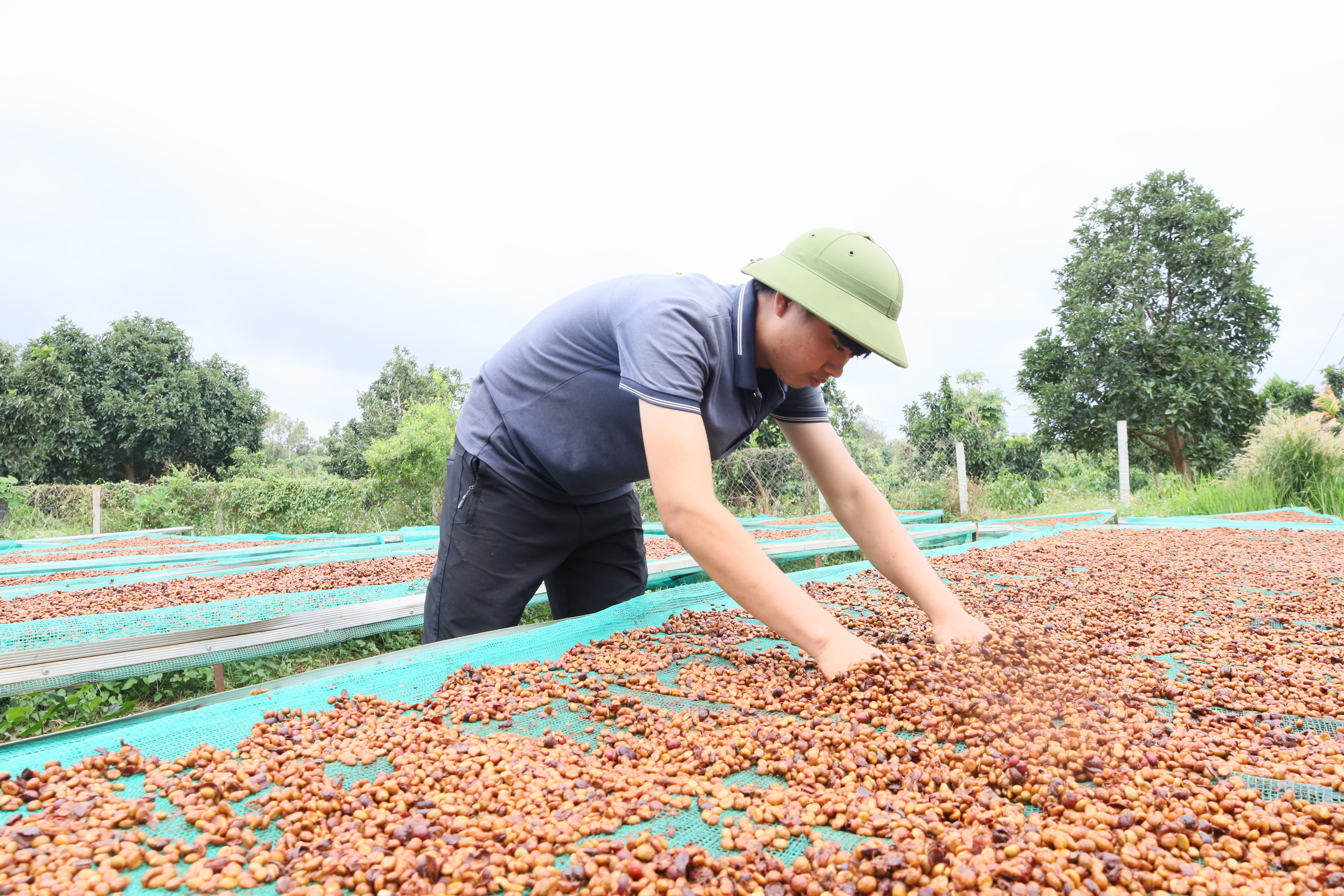 Chế biến cà phê chất lượng cao để gia tăng giá trị sản phẩm ở Đắk Lắk.

