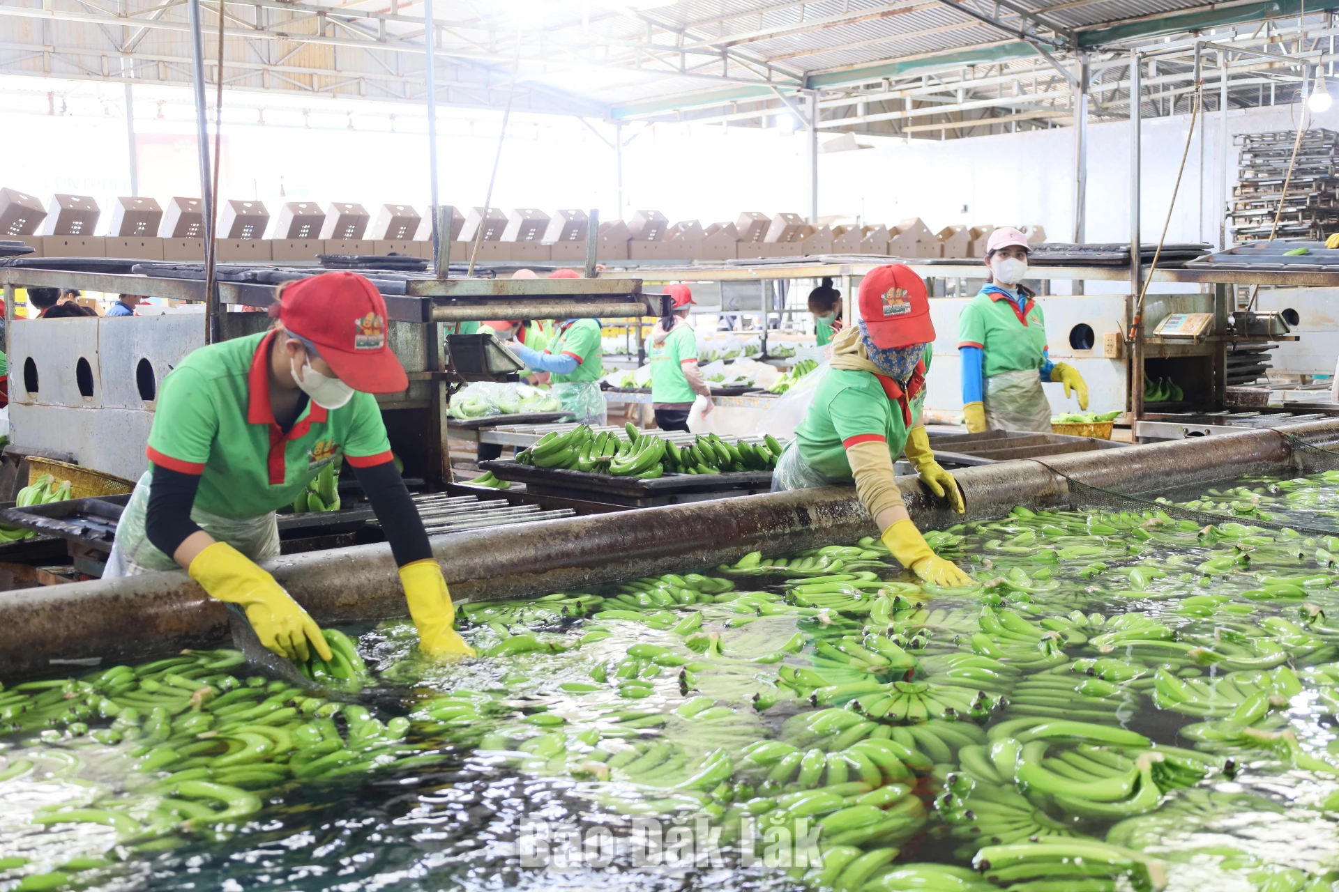 Hoạt động sơ chế, đóng gói chuối xuất khẩu của một doanh nghiệp trên địa bàn tỉnh Đắk Lắk.