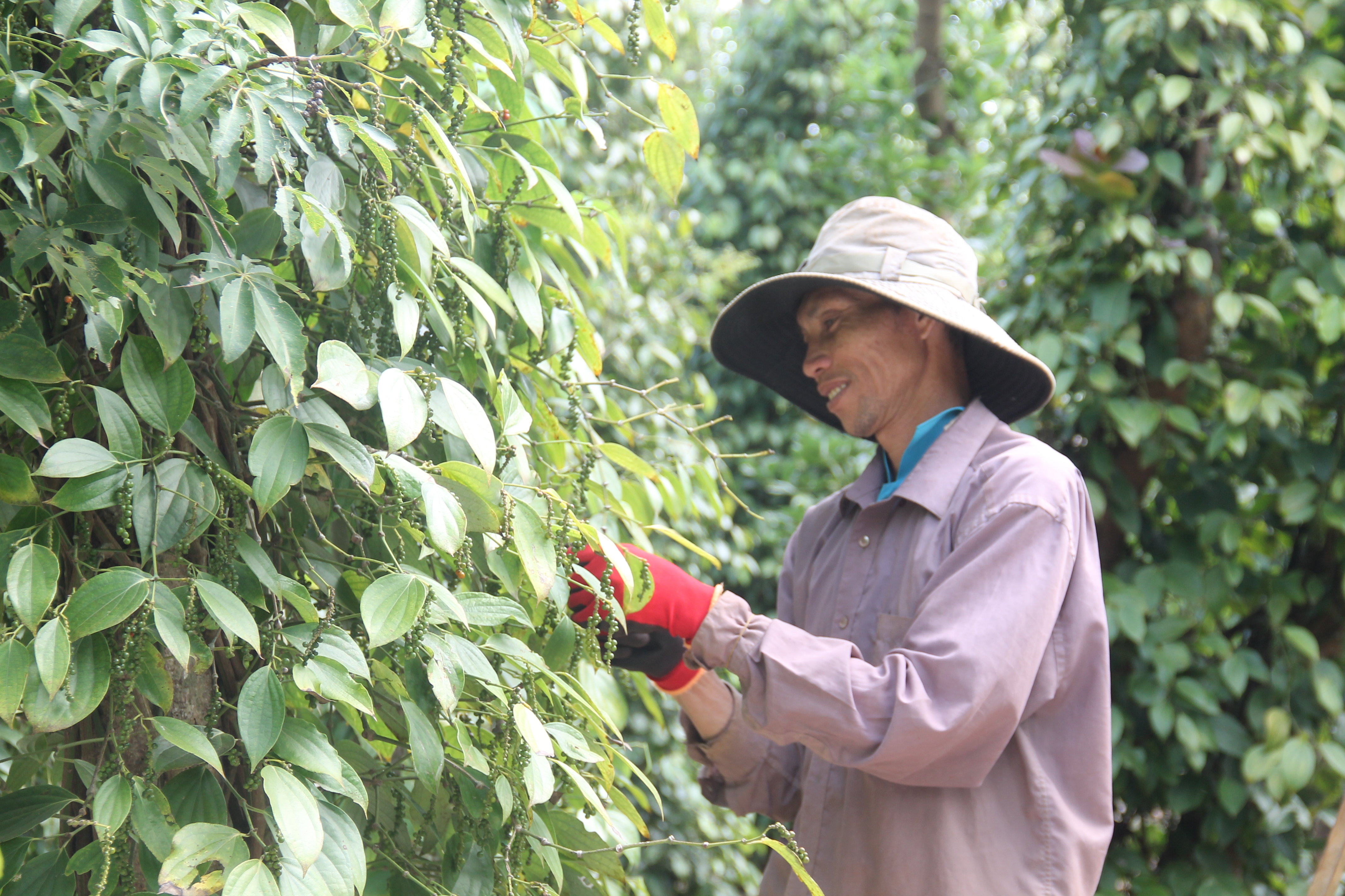 (E-Magazine) Mở rộng không gian tăng trưởng cho nông nghiệp Đắk Lắk - Kỳ cuối: Gỡ nút thắt, tạo luồng xanh cho các dự án 7 Nông dân Đắk Lắk thu hoạch tiêu.