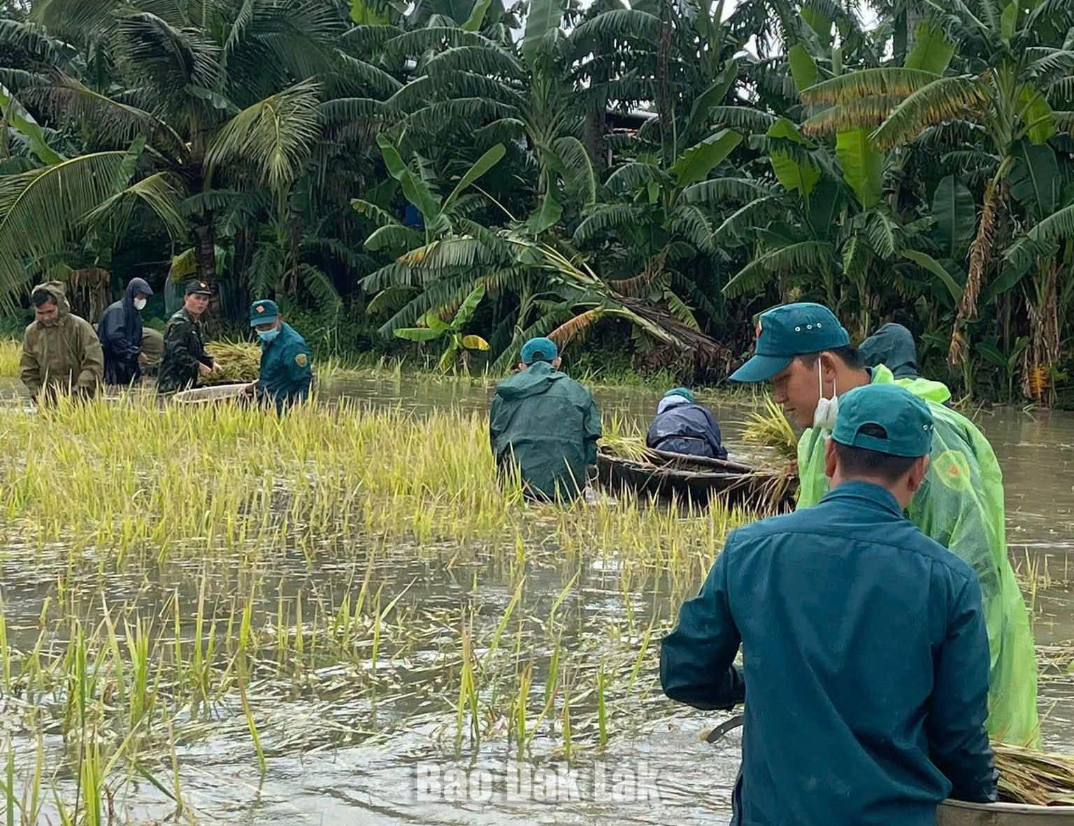 Khẩn trương triển khai hỗ trợ ứng phó mưa lớn kéo dài trên diện rộng 1 Thu hoạch lúa chạy lũ tại các cánh đồng ven đầm Ô Loan (xã Ô Loan).