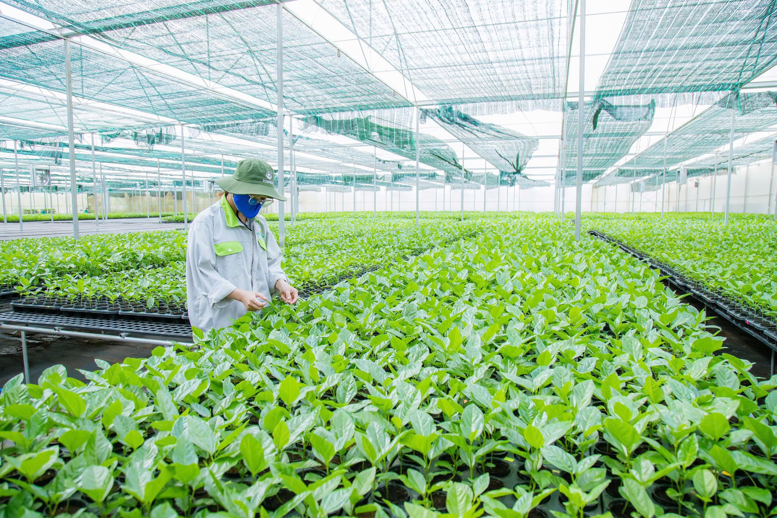 (E-Magazine) Mở rộng không gian tăng trưởng cho nông nghiệp Đắk Lắk - Kỳ cuối: Gỡ nút thắt, tạo luồng xanh cho các dự án 8 Ứng dụng công nghệ cao trong tao cây giống.