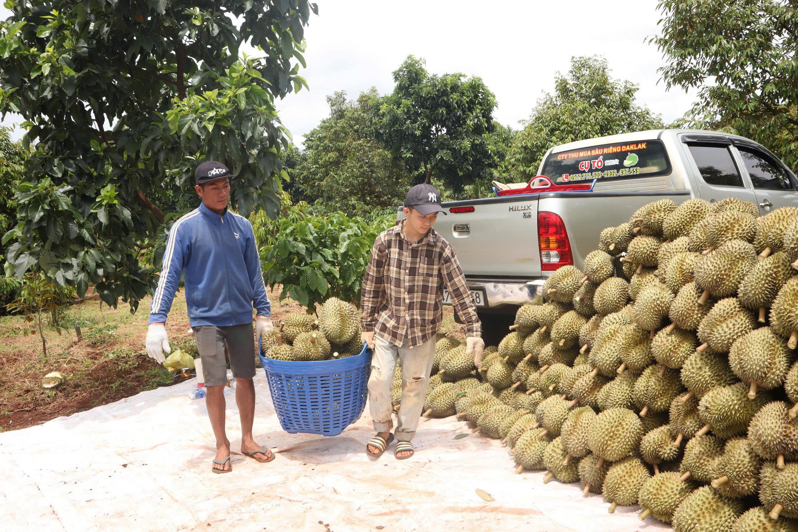 Nông dân Đắk Lắk thu hoạch sầu riêng.