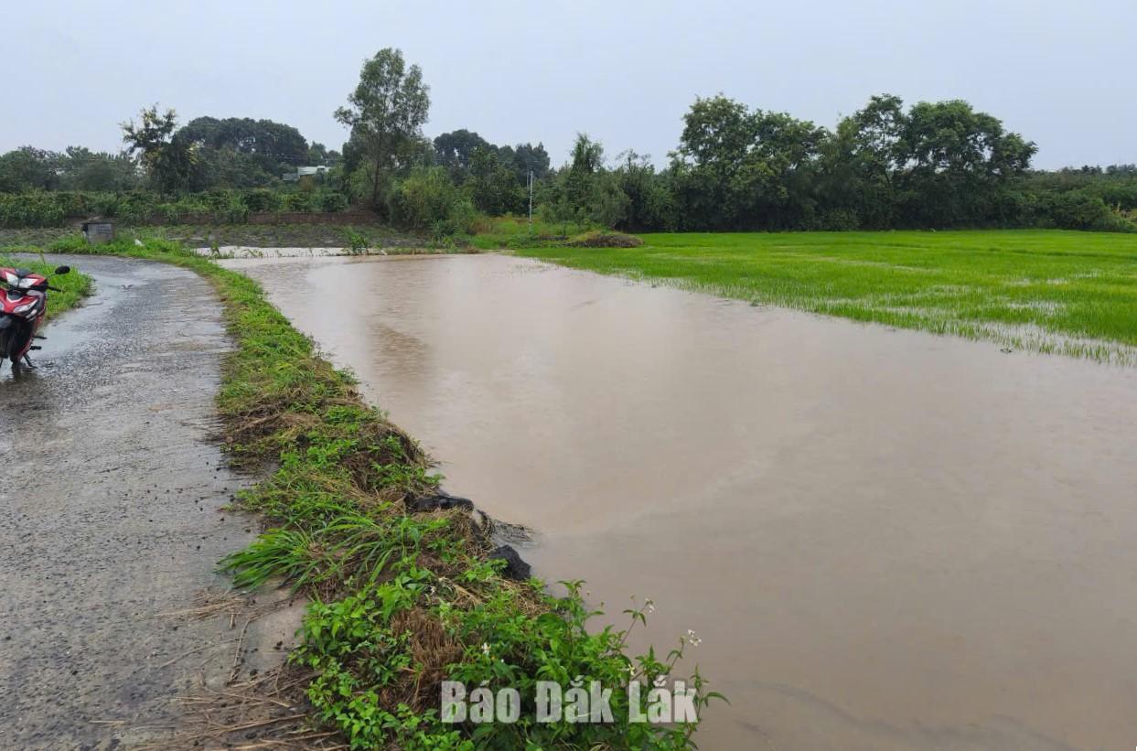 Mưa lớn đã gây ngập cục bộ ở thôn Bình Minh, xã Ea Kly.