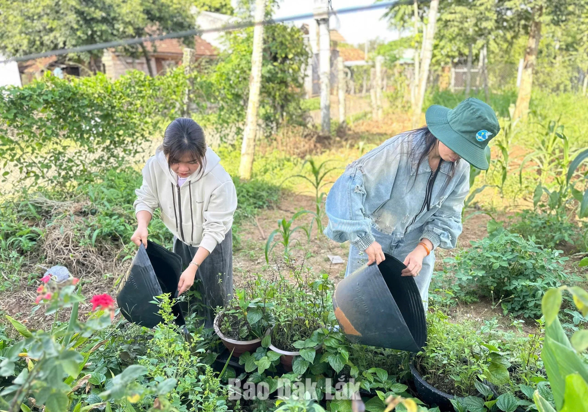 Người dân các thôn, buôn trên địa bàn xã đổ nước trong các dụng cụ chứa nước nhằm để ngăn muỗi đẻ trứng và không hình thành lăng quăng.