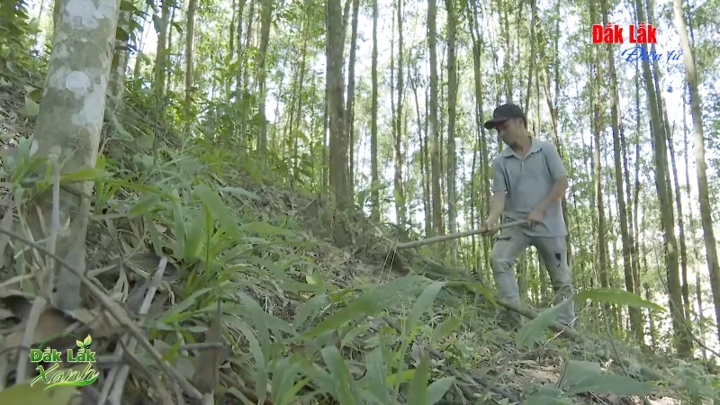 (Video) Gắn phát triển rừng với sinh kế người dân