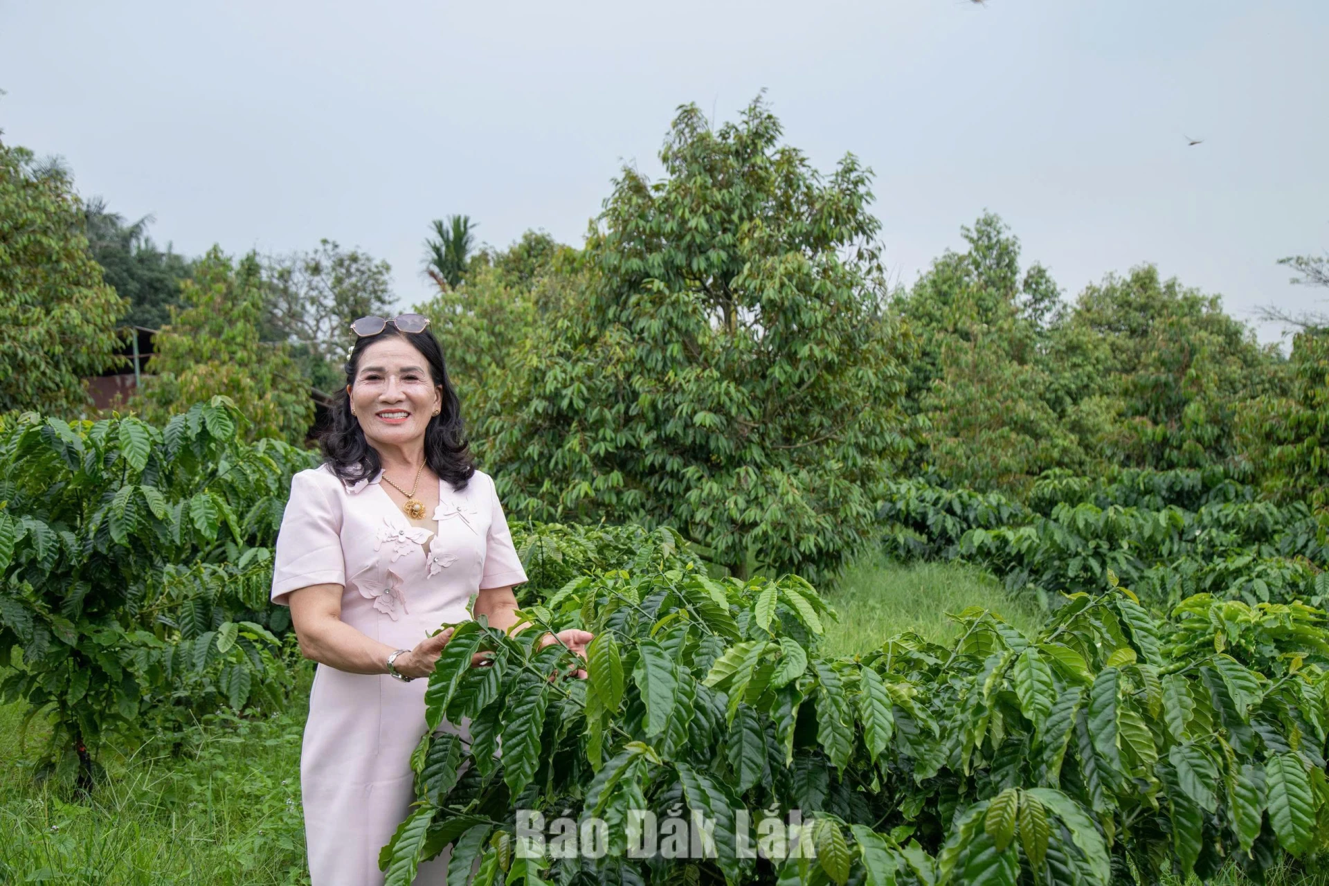Đắk Lắk có 3 nông dân được vinh danh “Nông dân Việt Nam xuất sắc 40 năm đổi mới” 3 Bà Lê Thị Yến (xã Ea Drăng) phát triển mô hình sản xuất nông nghiệp kết hợp trồng cao su, cà phê và nuôi yến, chú trọng ứng dụng công nghệ, sản xuất xanh.