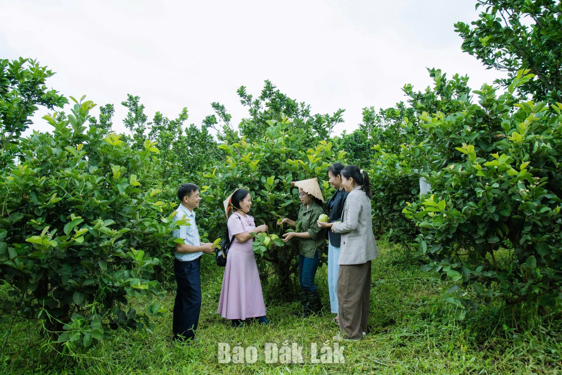 Nông dân trên hành trình đổi mới 3 Từ thực tiễn sản xuất, nhiều nông dân tìm được hướng phát triển kinh tế phù hợp, ổn định thu nhập.