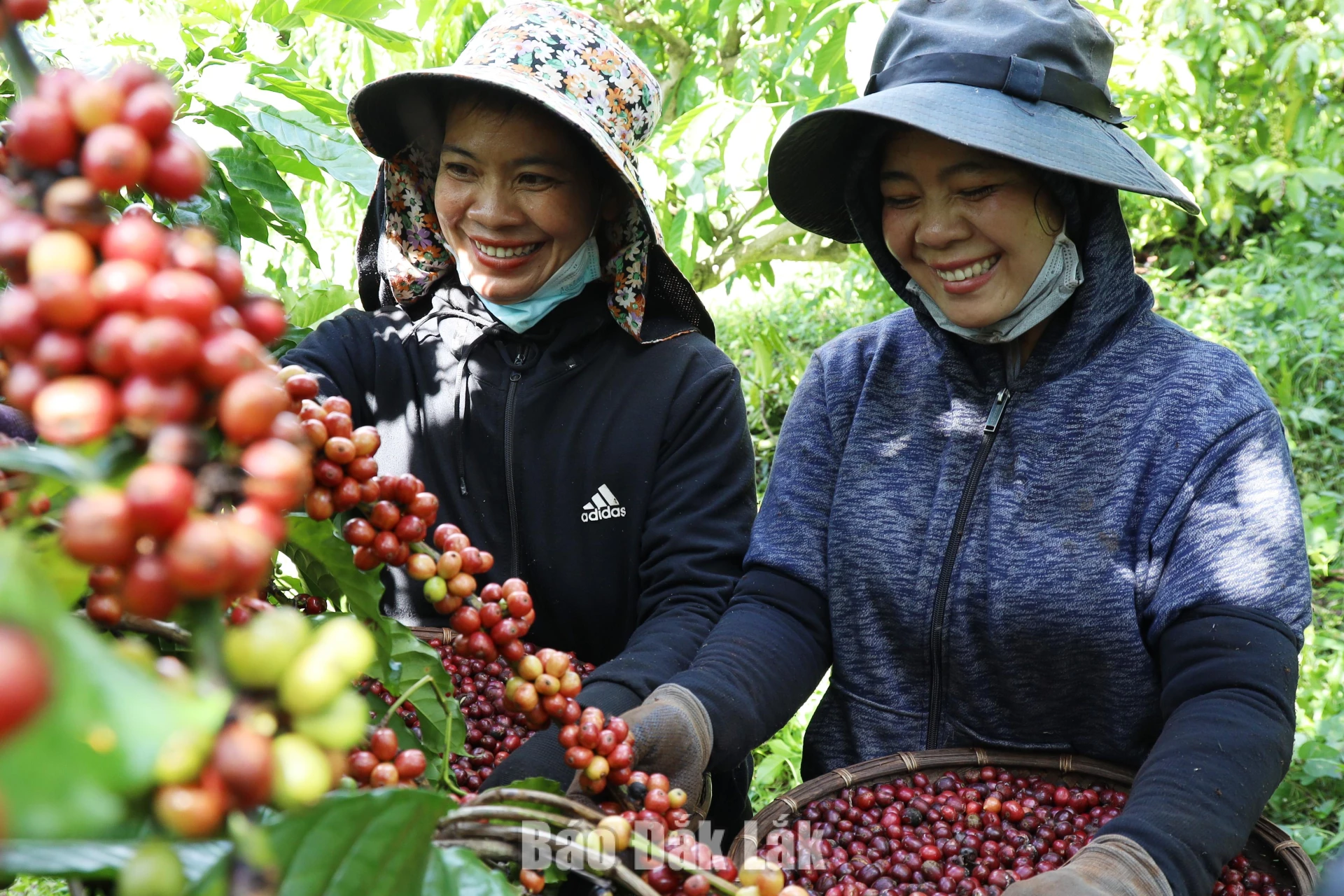 Đồ án quy hoạch còn định hướng xây dựng Buôn Ma Thuột trở thành “Thủ phủ Cà phê toàn cầu”. Trong ảnh: Chế biến cà phê tại Aeroco Coffee Farm (phường Ea Kao hiện nay).