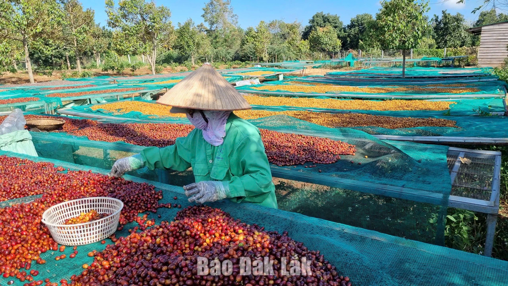 Cà phê Robusta Việt Nam chiếm 9/10 mẫu quốc tế vào Top 20 Global Robusta Awards 2026 1 Chế biến cà phê chất lượng cao tại Trang trại Aeroco Coffee.