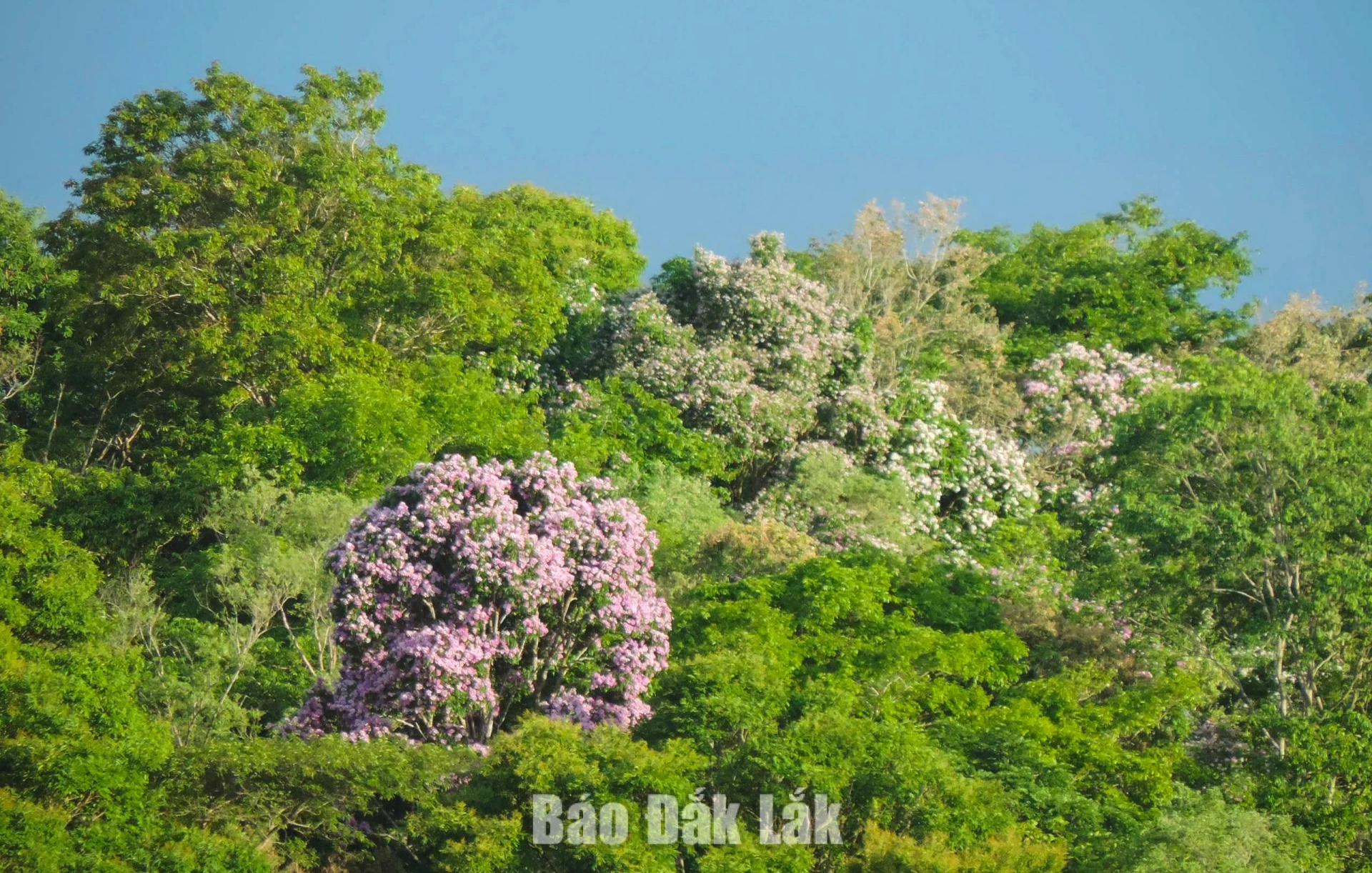 Vẻ đẹp thiên nhiên của Vườn Quốc gia Ea Sô thu hút nhiều nhà đầu tư.