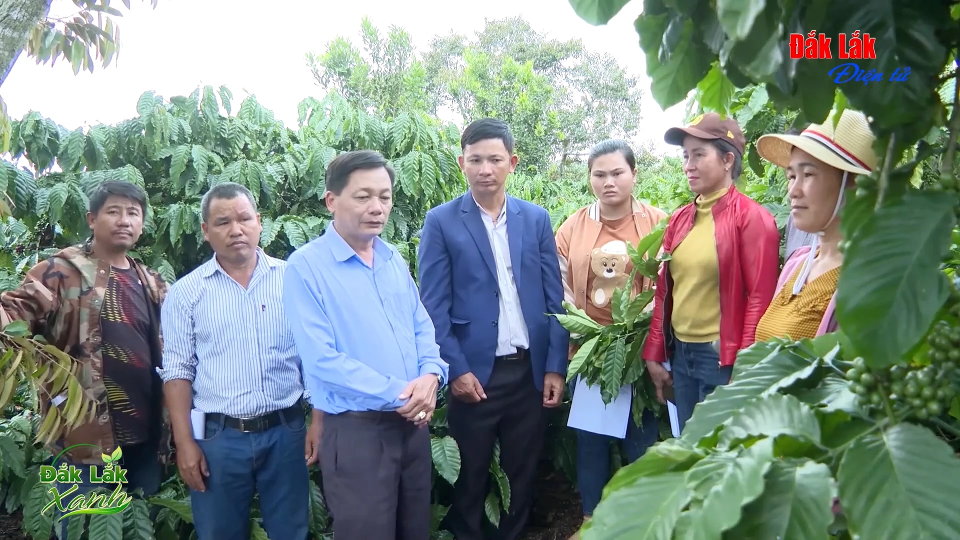 (Video) Cà phê không mất rừng, hướng đến thị trường xanh