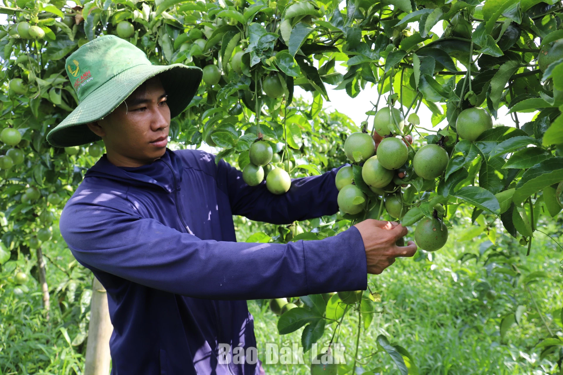 Xã Ea Păl: Tăng tốc hoàn thành chỉ tiêu tăng trưởng 2 Mô hình trồng chanh dây hữu cơ được nhiều hộ gia đình đầu tư, mang lại hiệu quả kinh tế cao.