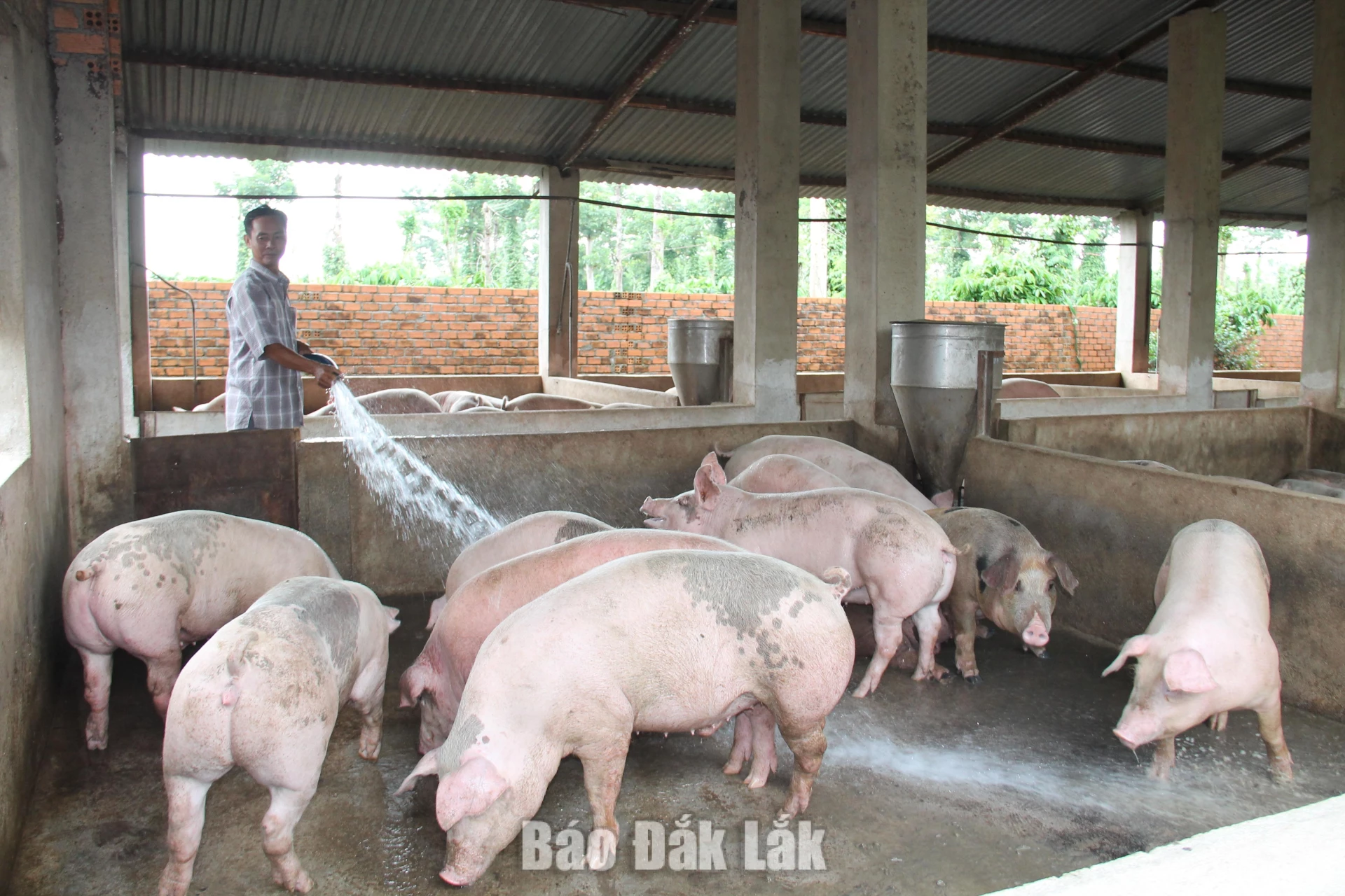 Tăng cường quản lý bảo vệ môi trường trong hoạt động chăn nuôi 1 Các chủ chăn nuôi cần chủ động áp dụng các biện pháp giảm thiểu mùi hôi.