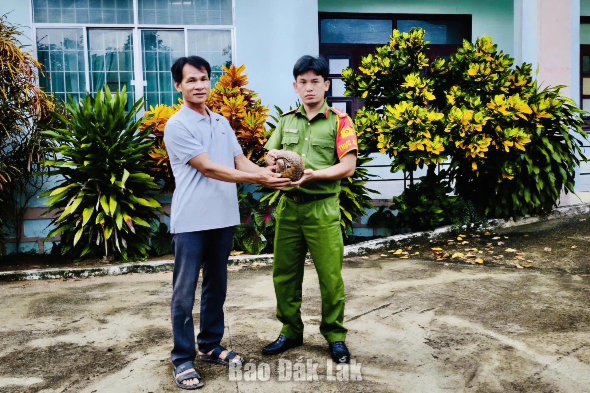 Người dân xã Vân Hòa giao nộp cá thể tê tê vàng 1 Người dân giao nộp cá thể tê tê vàng cho Công an xã.